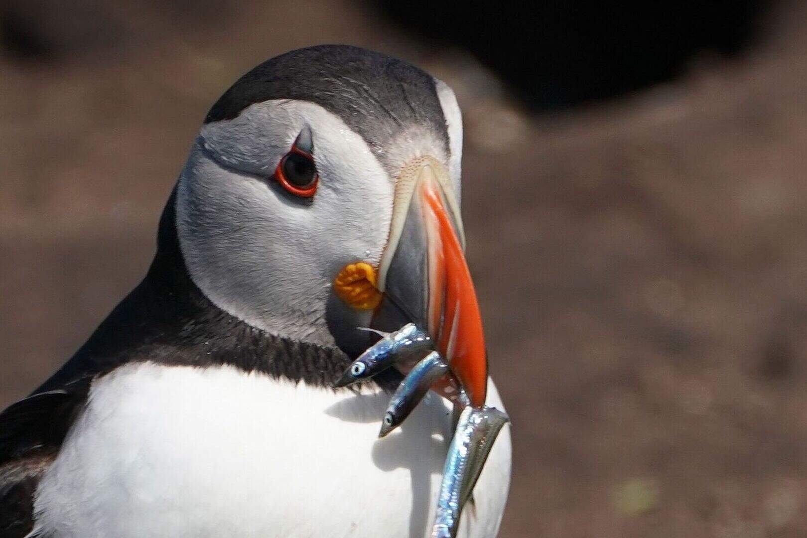 From puffins to hippos: 12 species at risk from rising temperatures ...