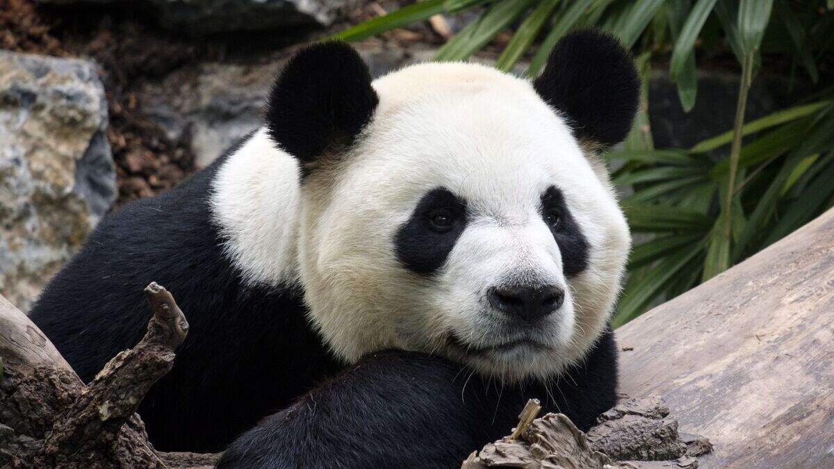 Zoo to repatriate giant pandas to China because of bamboo supply issues ...