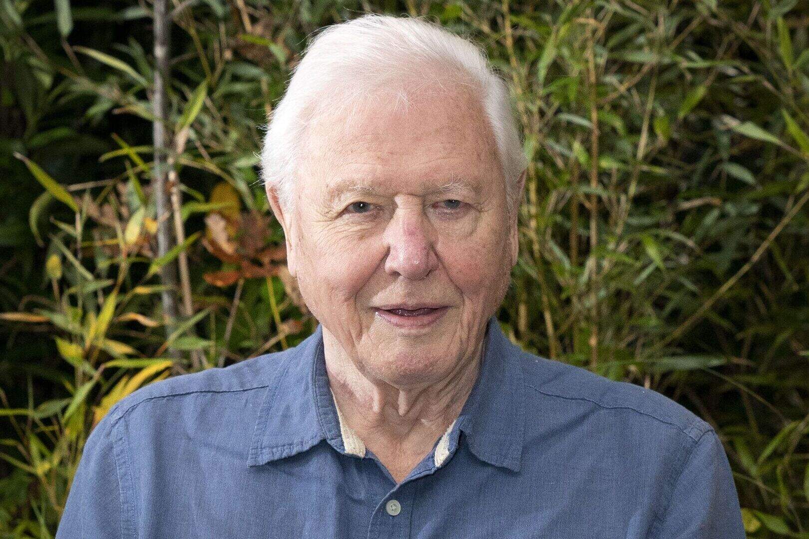 David Attenborough’s Our Planet renewed as Netflix announces new ...