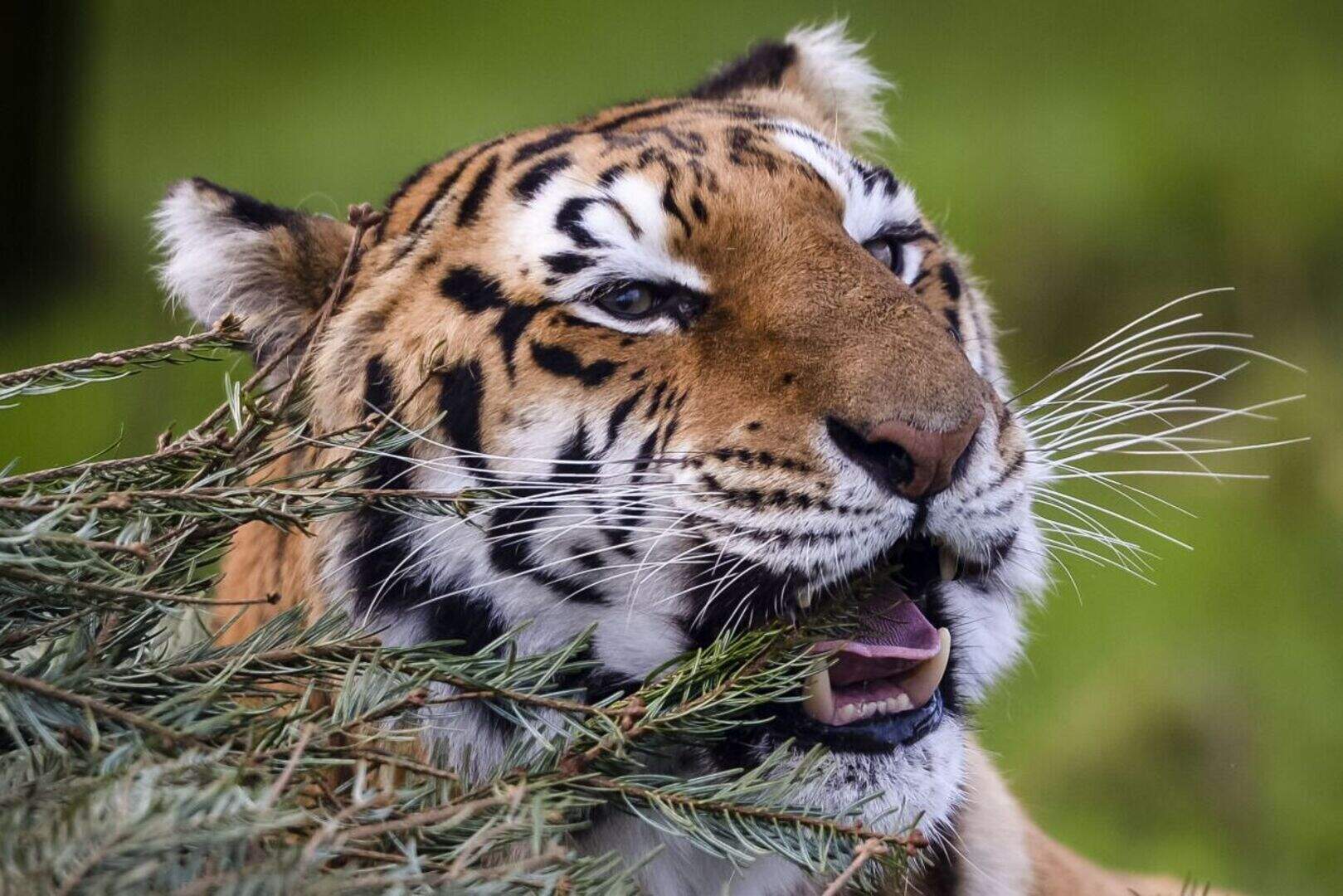 Large carnivores at risk as prey species they depend on decline ...