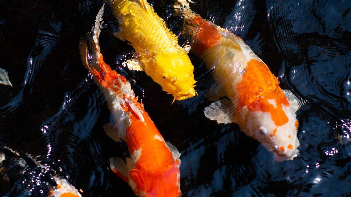 Mystery as 11 koi carp vanish from pond at Hydebank prison | Belfast ...