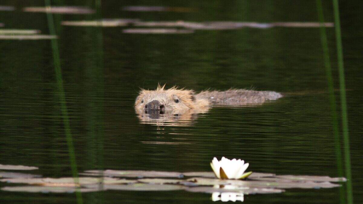 Beavers given added protection against lethal control measures ...