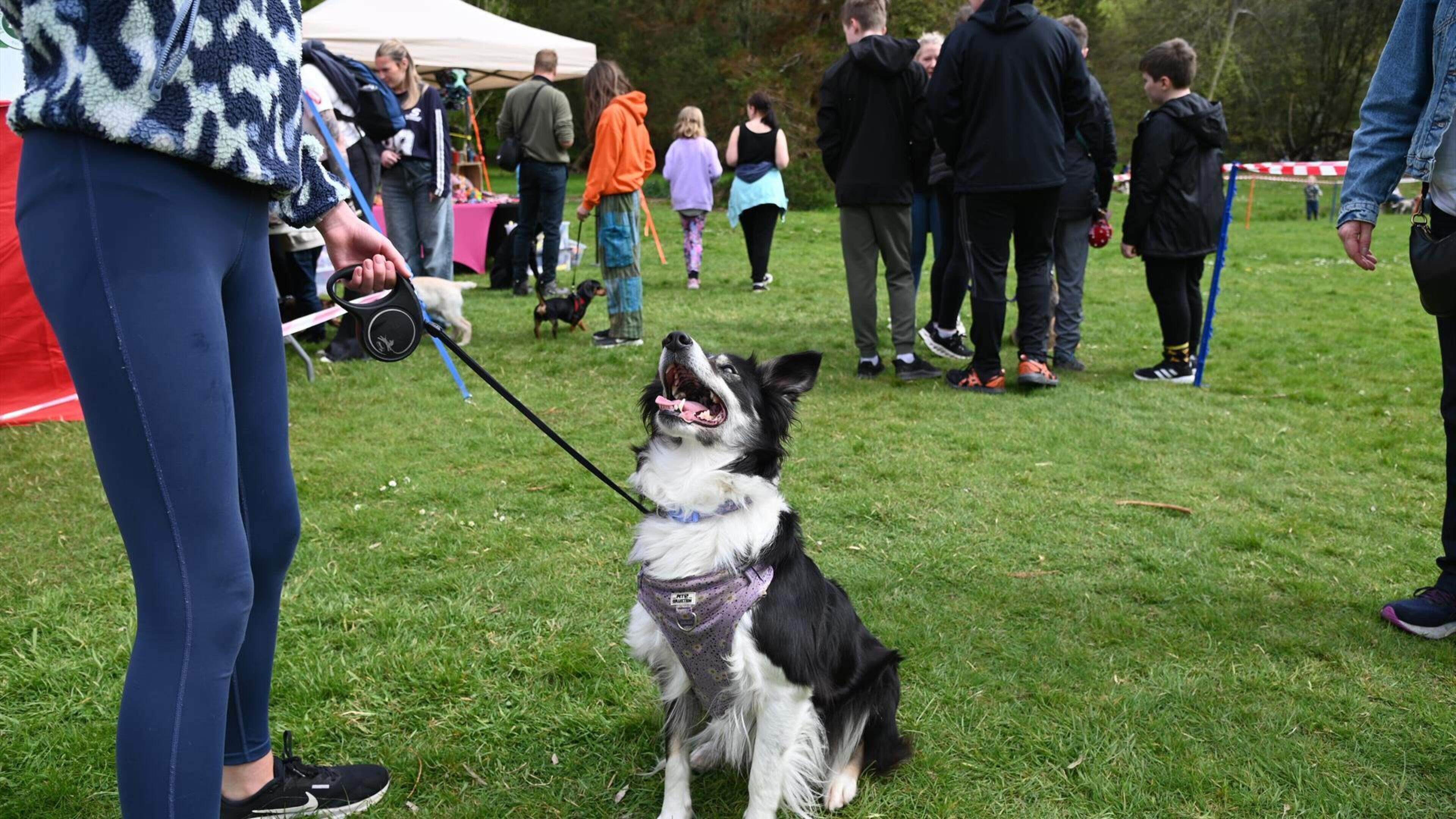 ‘It reminds us why we do what we do’: Pet Nose Day returns for another year at Mount Stewart