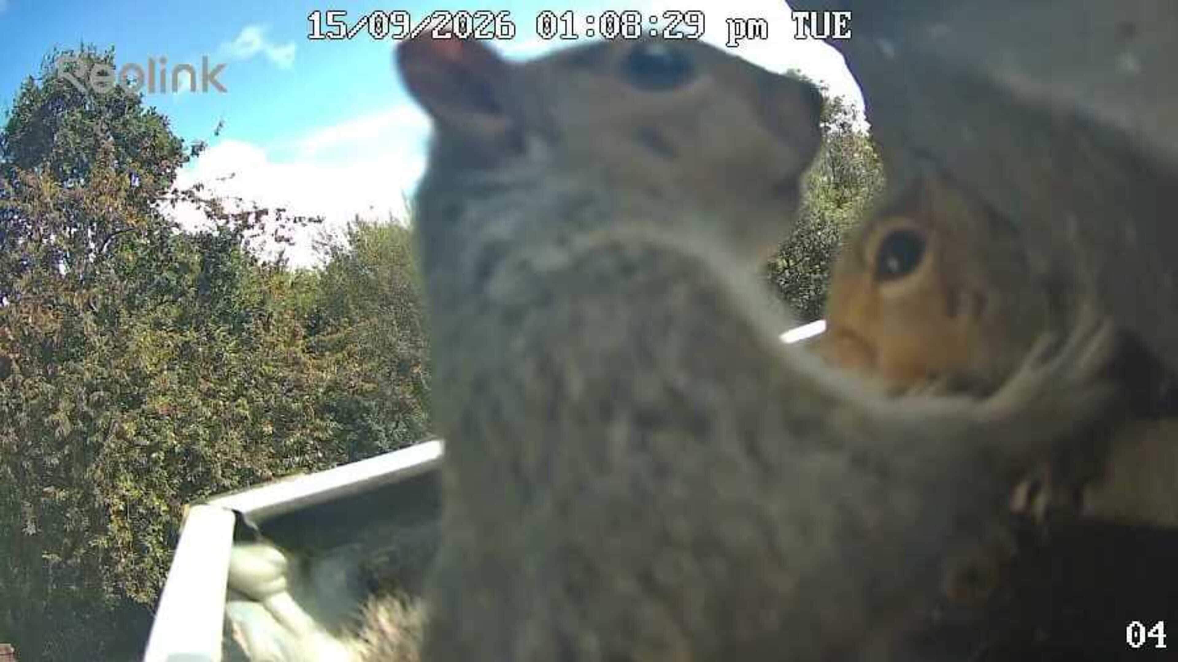Belfast couple spend £2,000 to get rid of squirrel squatters: ‘It was a nightmare from start to finish’