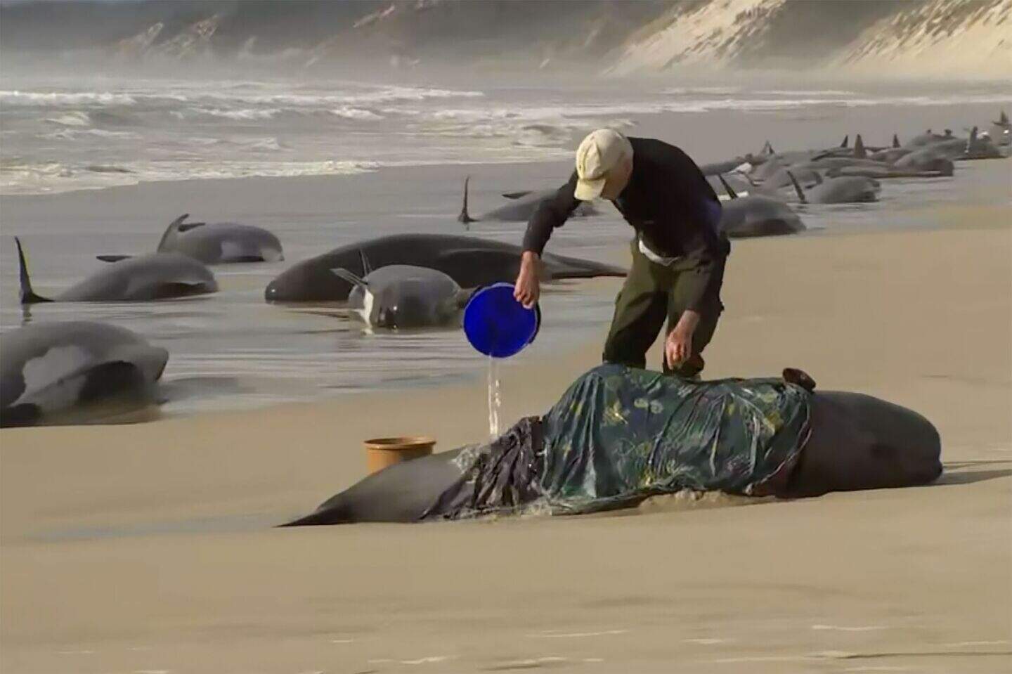 Rescue efforts under way as 230 whales beached in Tasmania | Belfast ...