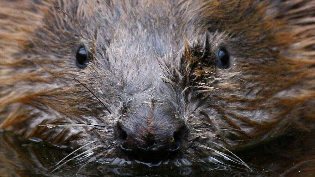 Pregnant beaver found shot dead on riverbank | Belfast Telegraph