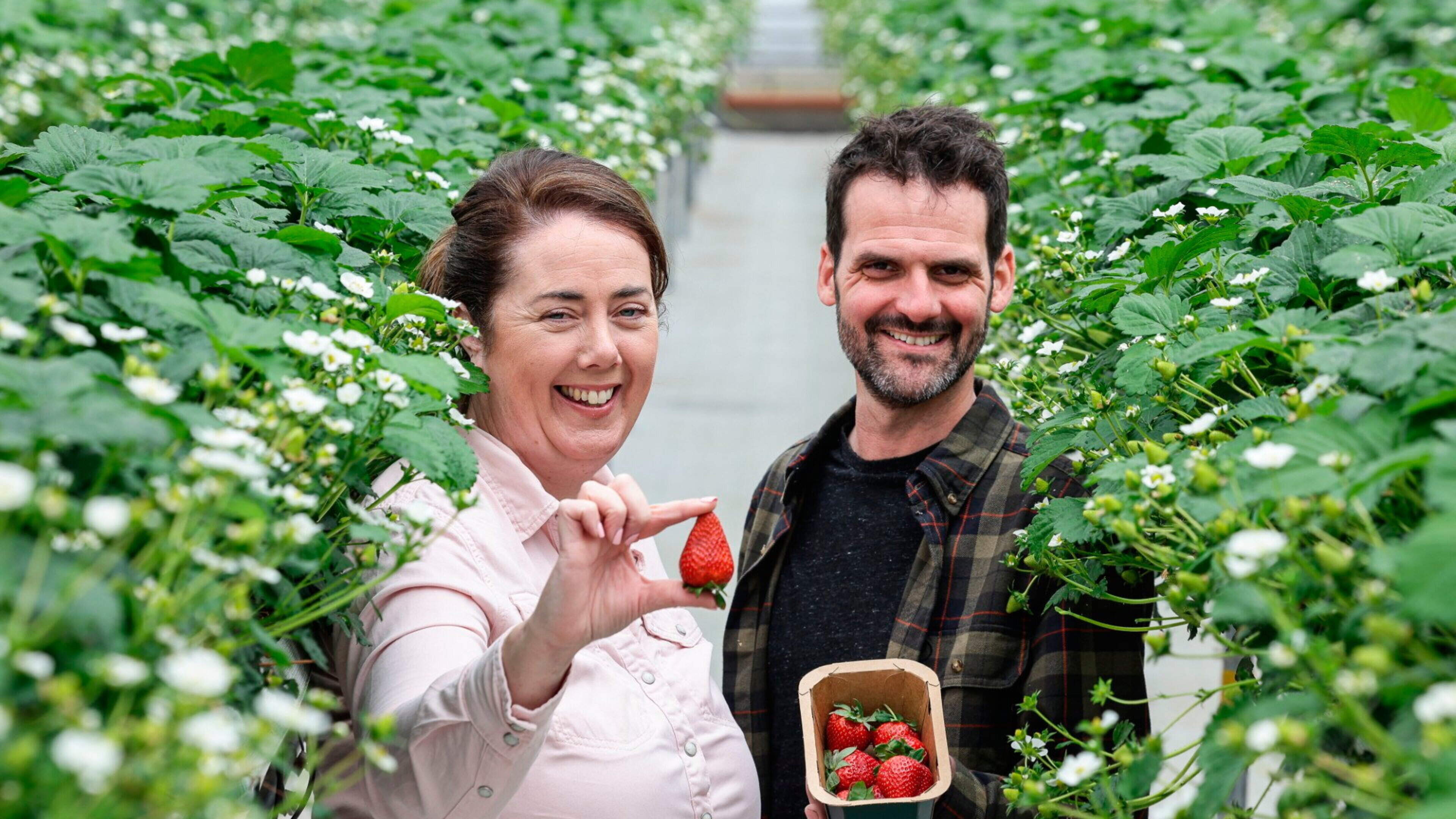 M&S sells homegrown strawberries in NI for first time