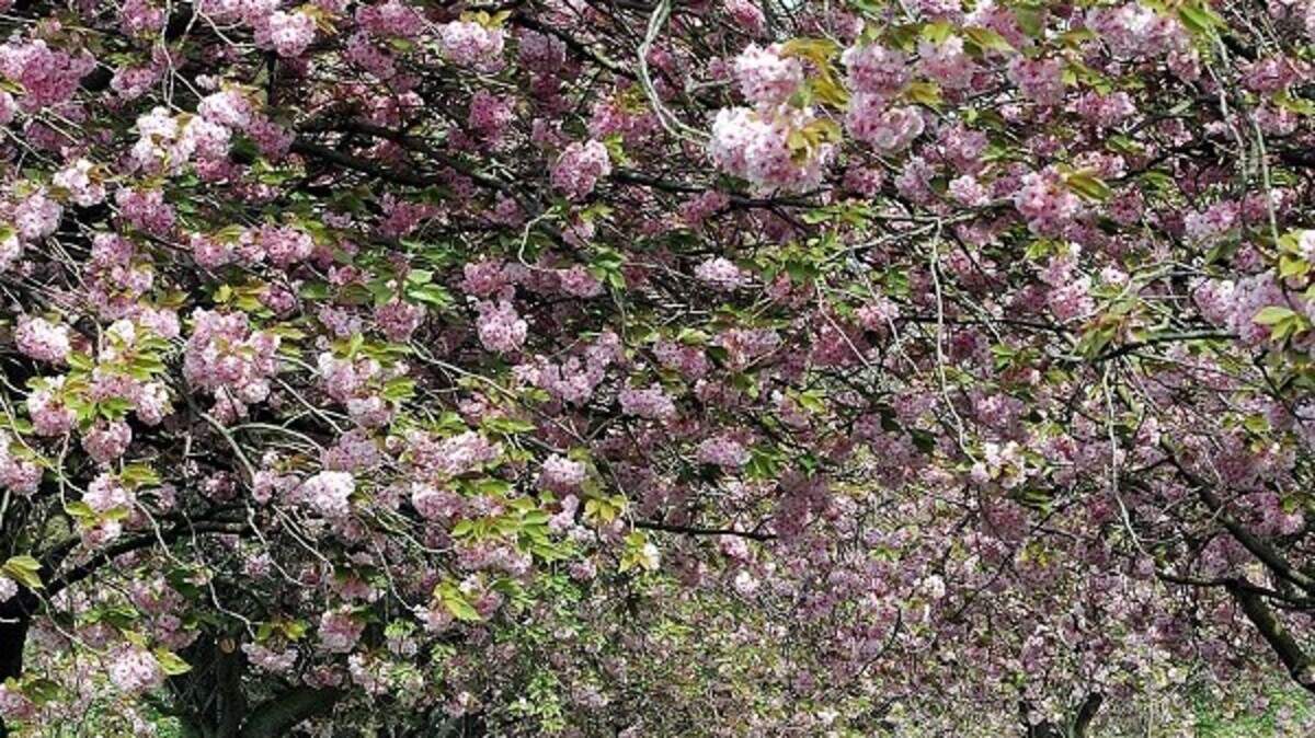 First cherry tree census for UK | Belfast Telegraph
