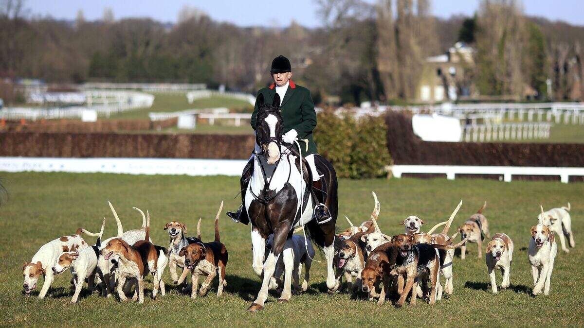 Campaigners calling for hunting with dogs to be banned in Northern ...