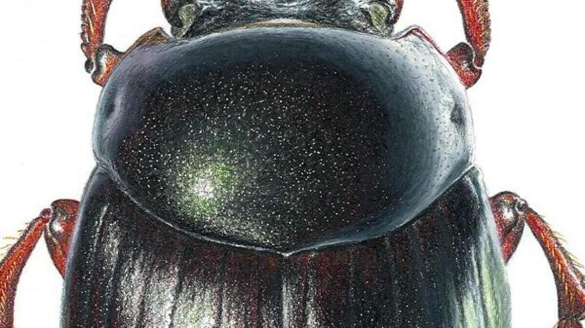 Beetle 'world's strongest insect' | Belfast Telegraph
