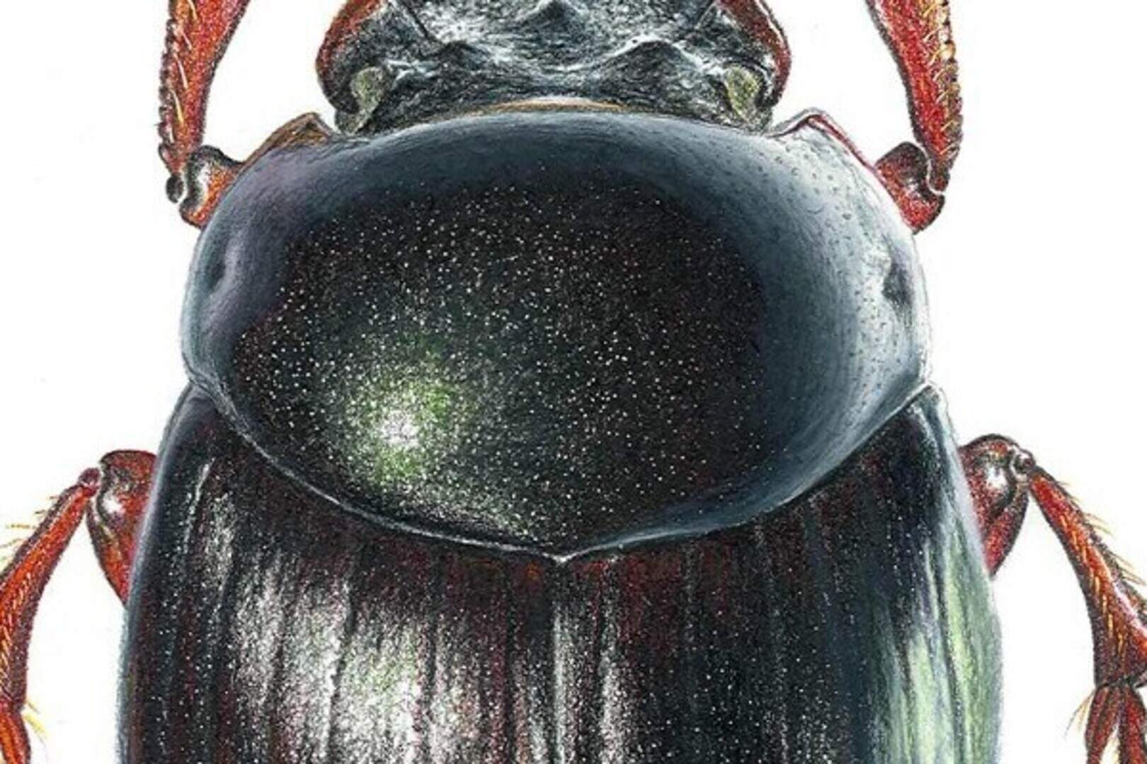 Beetle 'world's strongest insect' | Belfast Telegraph