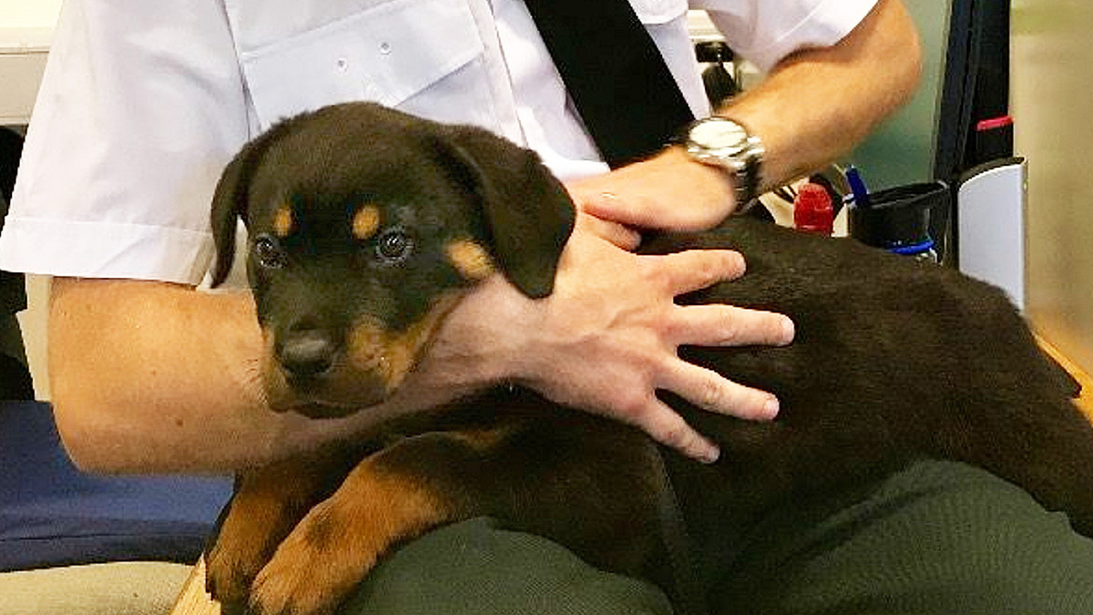 Police rescue pup being dragged along Northern Ireland street | Belfast ...