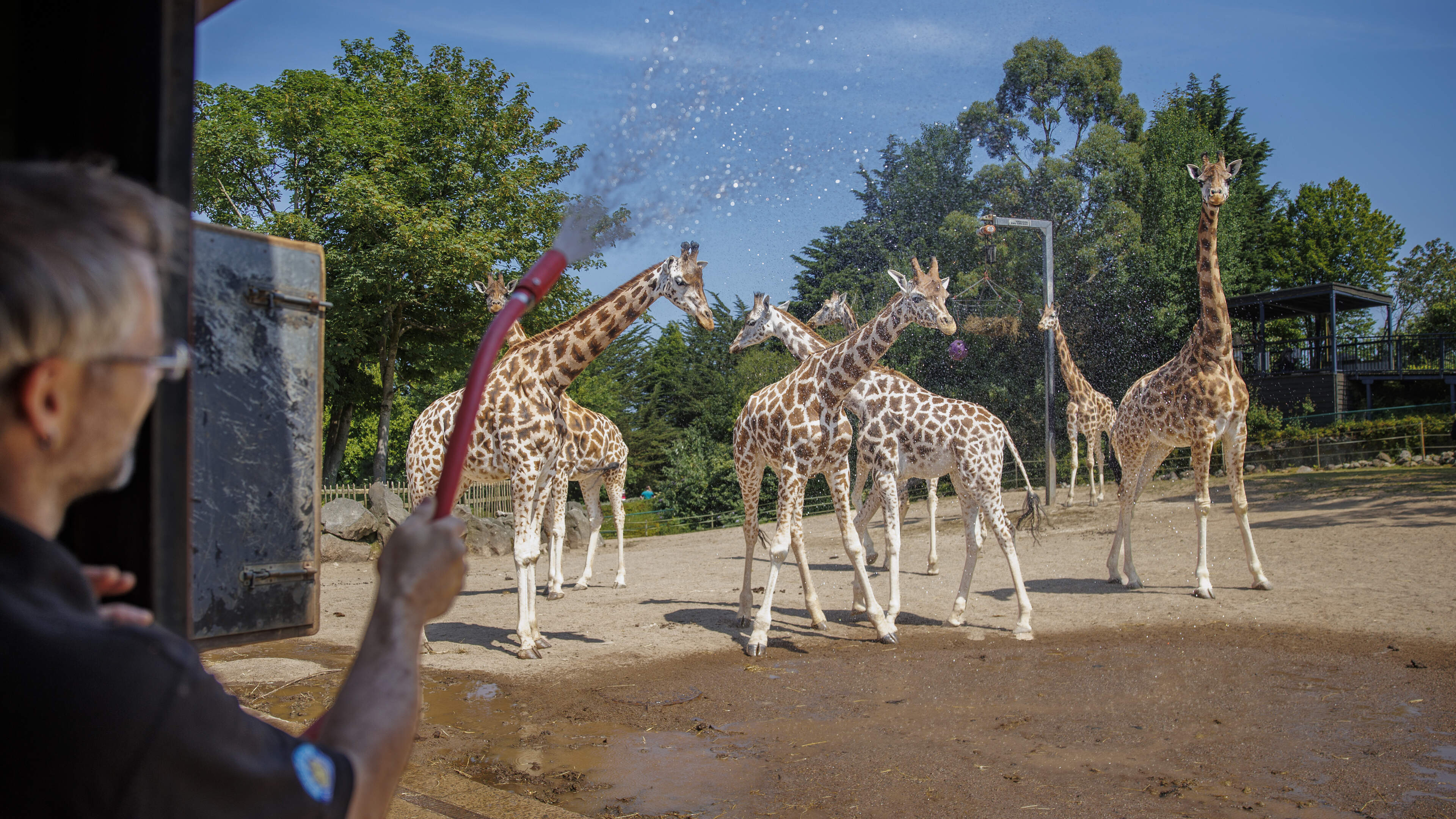 From ice pops at Belfast Zoo to packed beaches, Northern Ireland basks as temperatures hit 28C