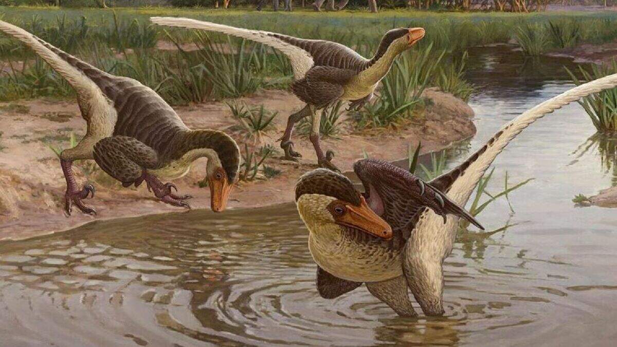 New feathered dinosaur one of last surviving raptors – journal ...