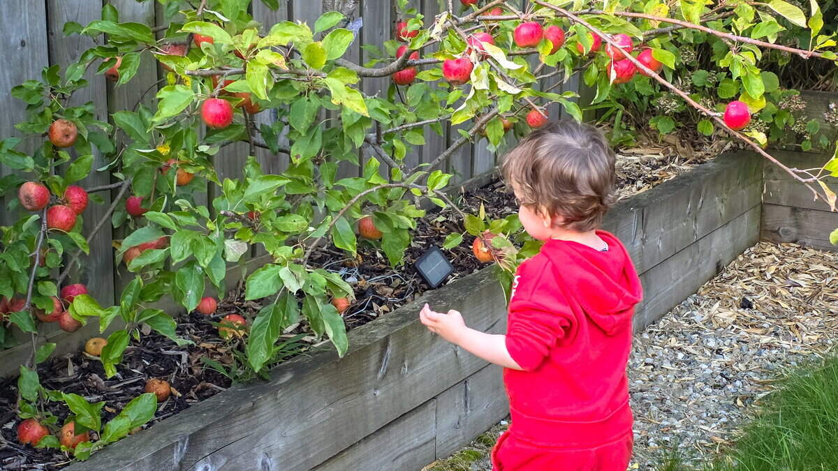 Apple season: what to cook when you’ve a wheelbarrow full of them