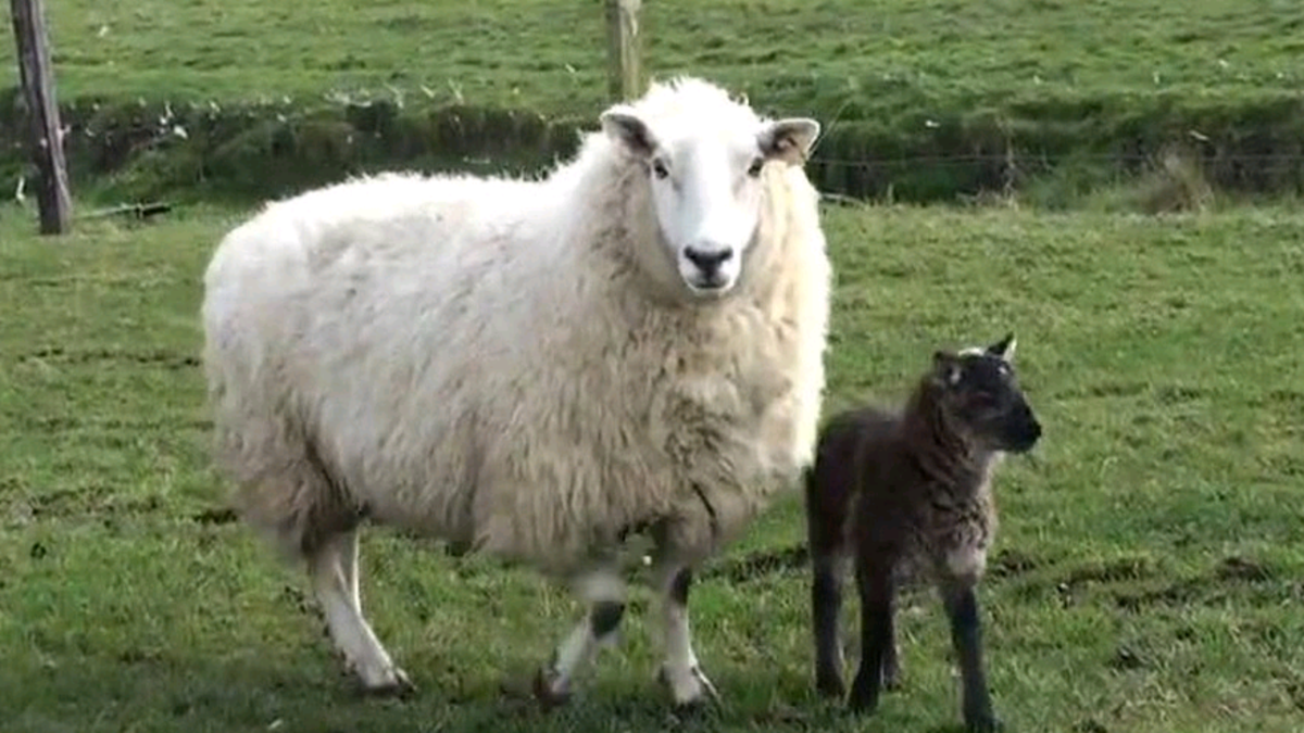 Goat-sheep hybrid 'geep' born on Irish farm | Belfast Telegraph