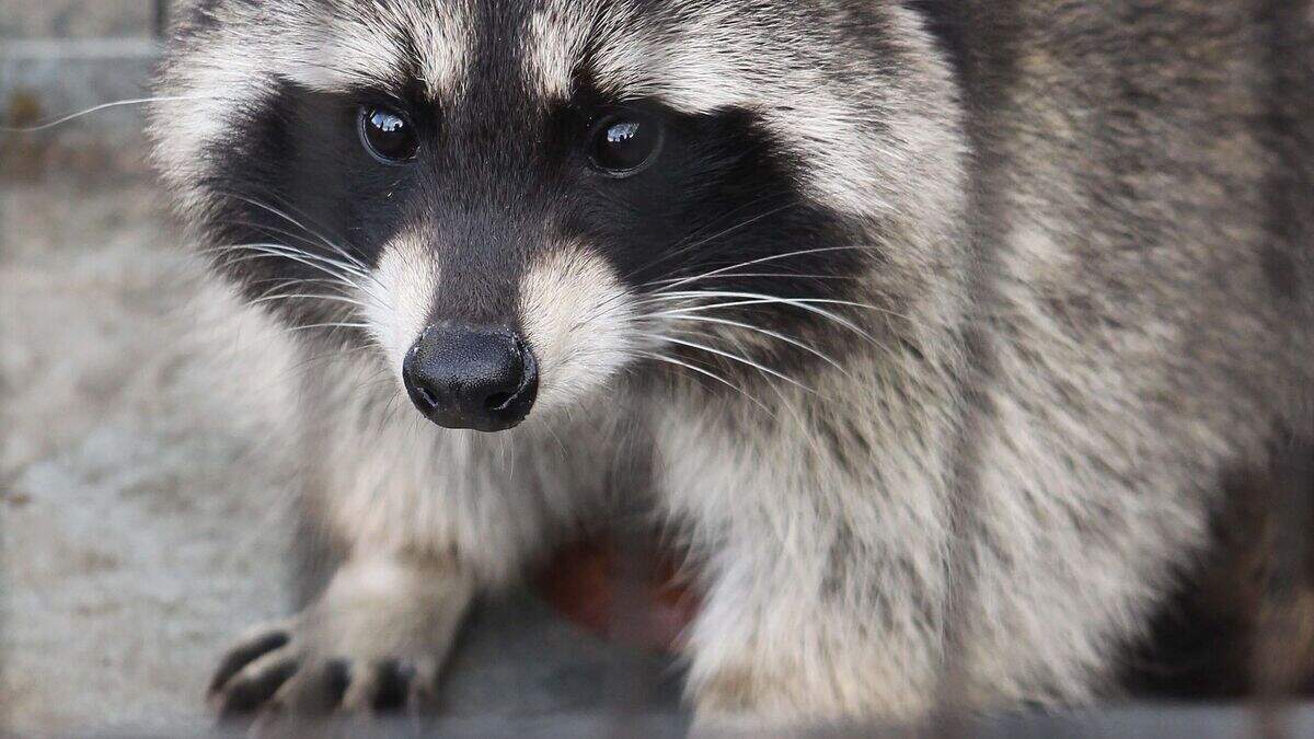 Missing Ballymena raccoon found after taking over the bed of a family ...