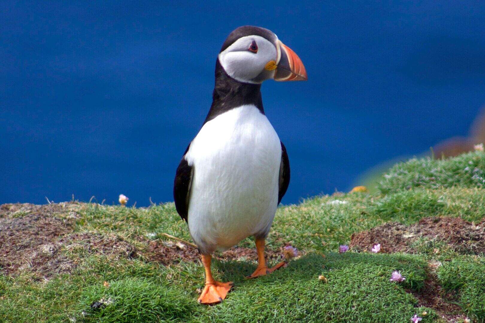 Plastic found in thousands of seabird nests across Europe | Belfast ...