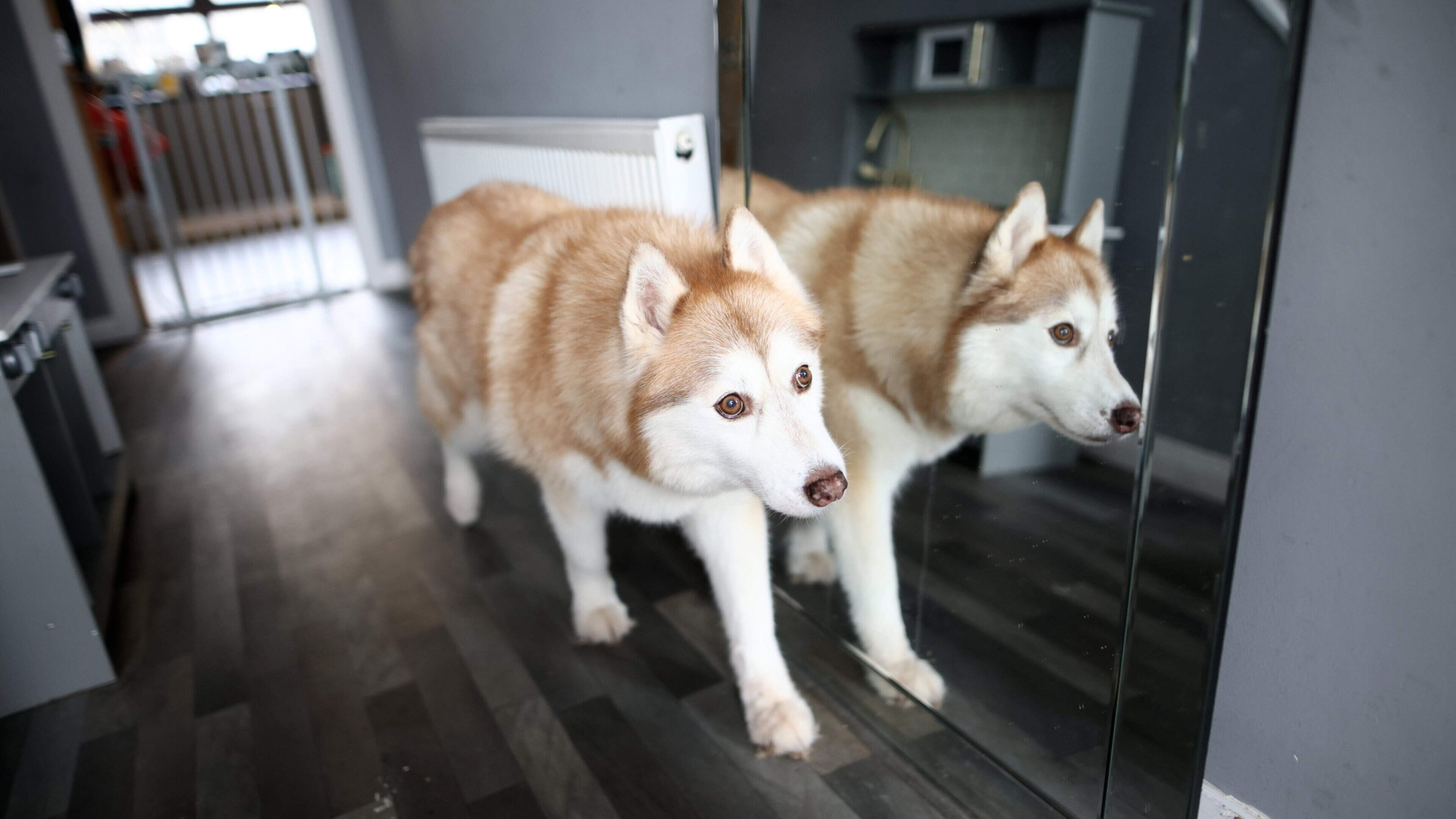 From rescue dog to global star: How Belfast Husky Foxy’s dinner-time strop charmed the internet