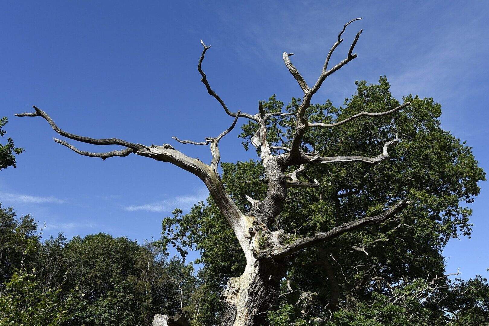 500-year-old Belfast oak in running for title of UK Tree of the Year ...