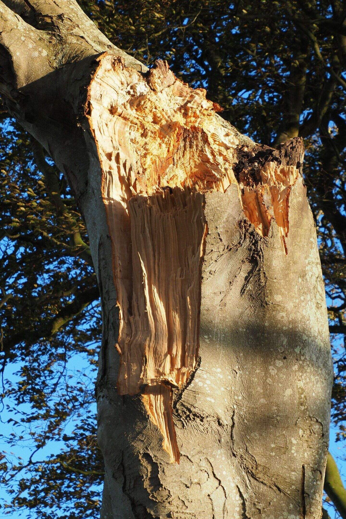 Campaigner warns ‘serious injury or fatality’ inevitable as Dark Hedges ...