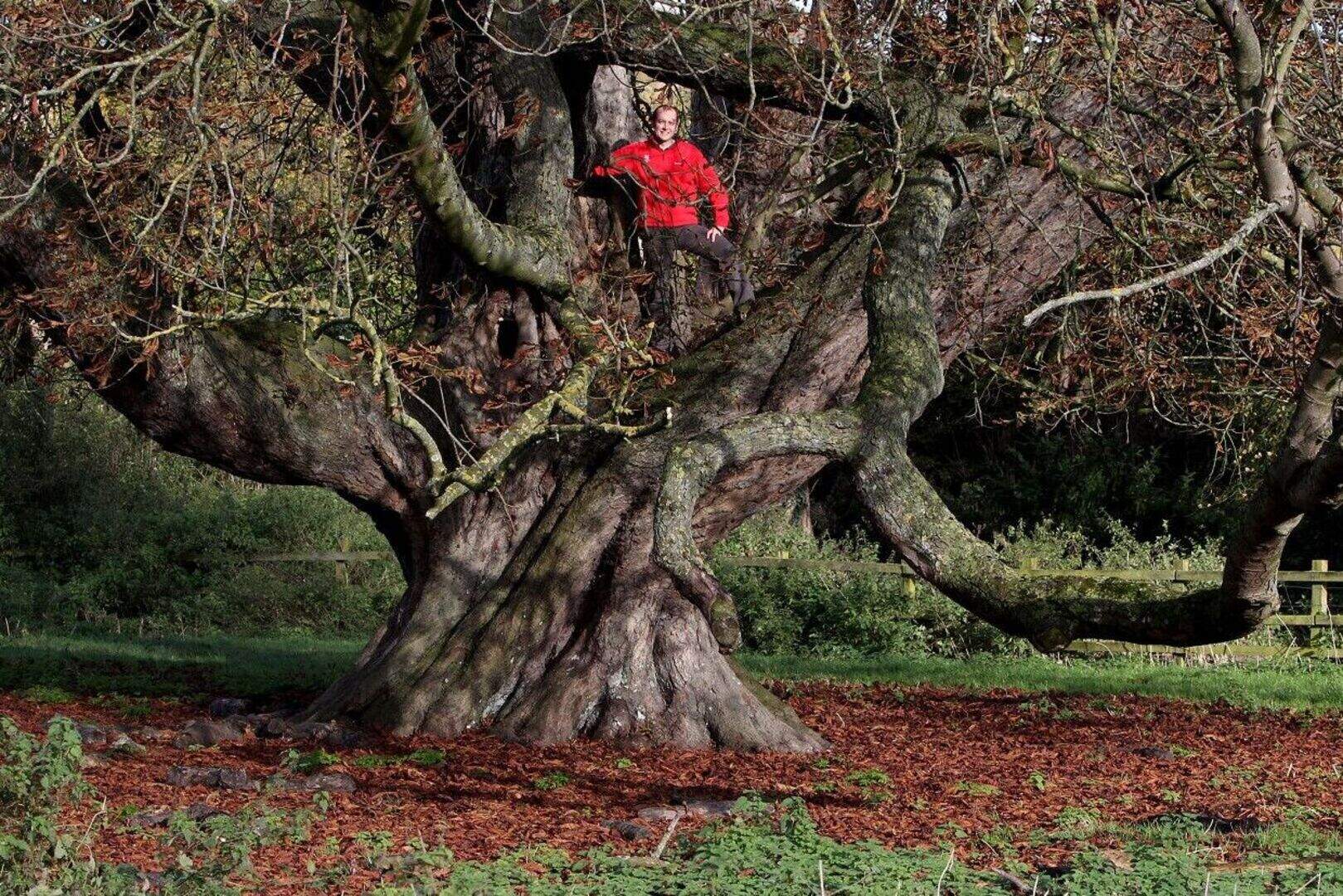 Horse chestnut named UK's largest | Belfast Telegraph