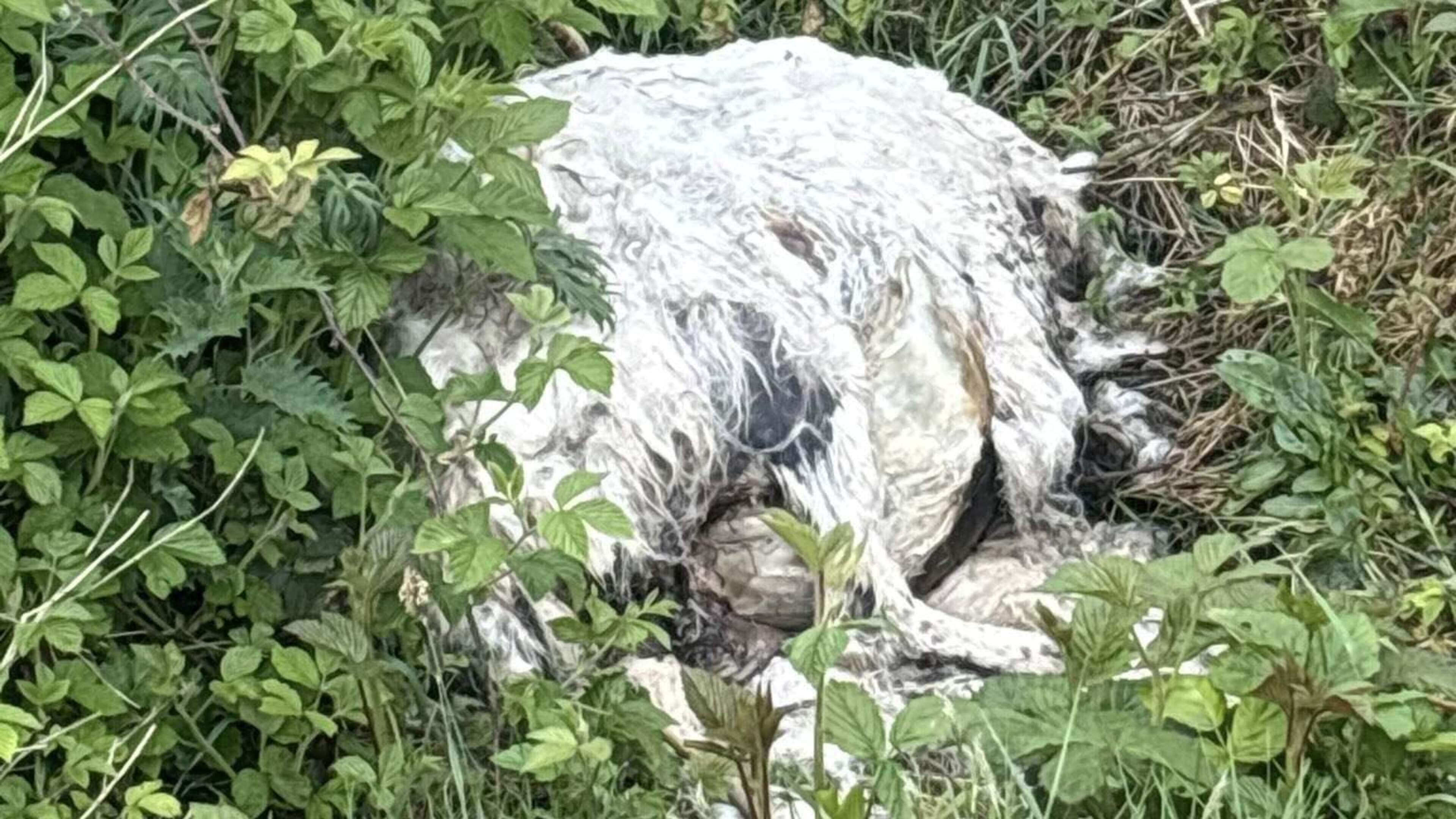 ‘Despicable ’ - Dumped animal carcass found by children outside community centre