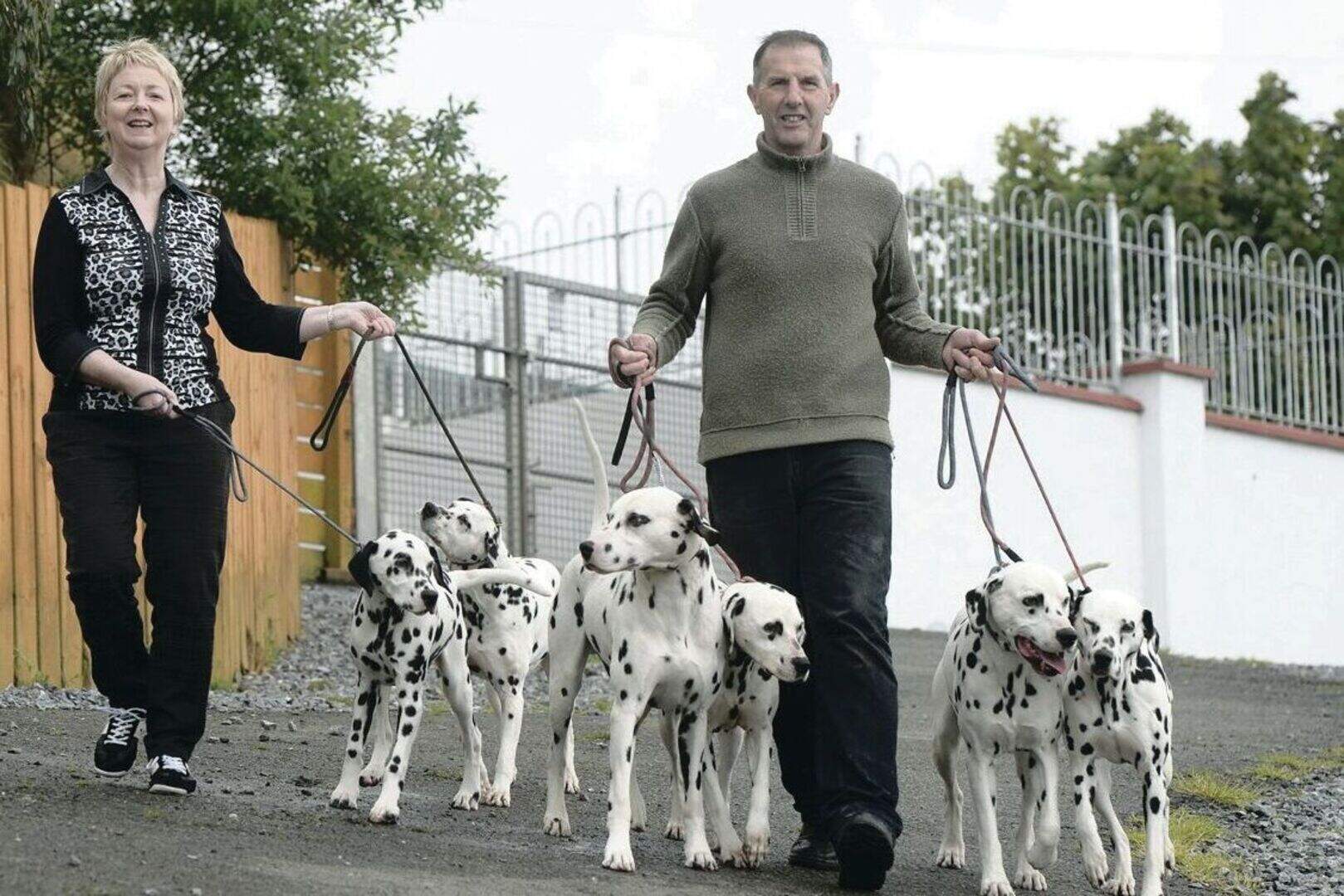 Talking to our canine friends... the Dalmatian Whisperer | Belfast ...
