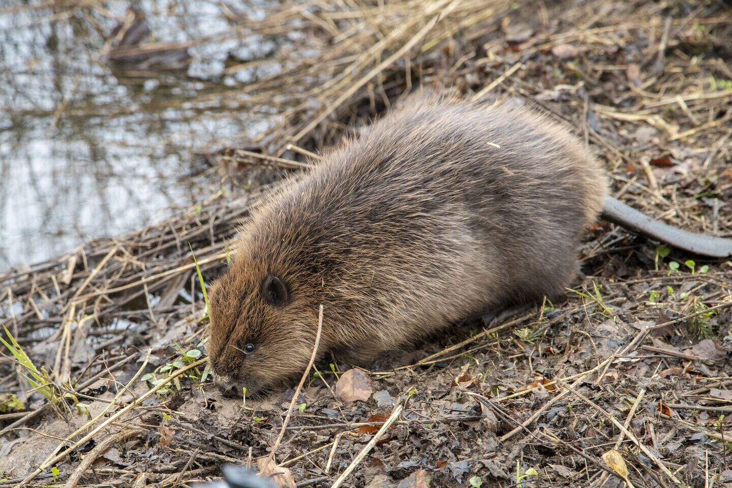 Charity plans reintroduction of beavers to Highland glen | Belfast ...