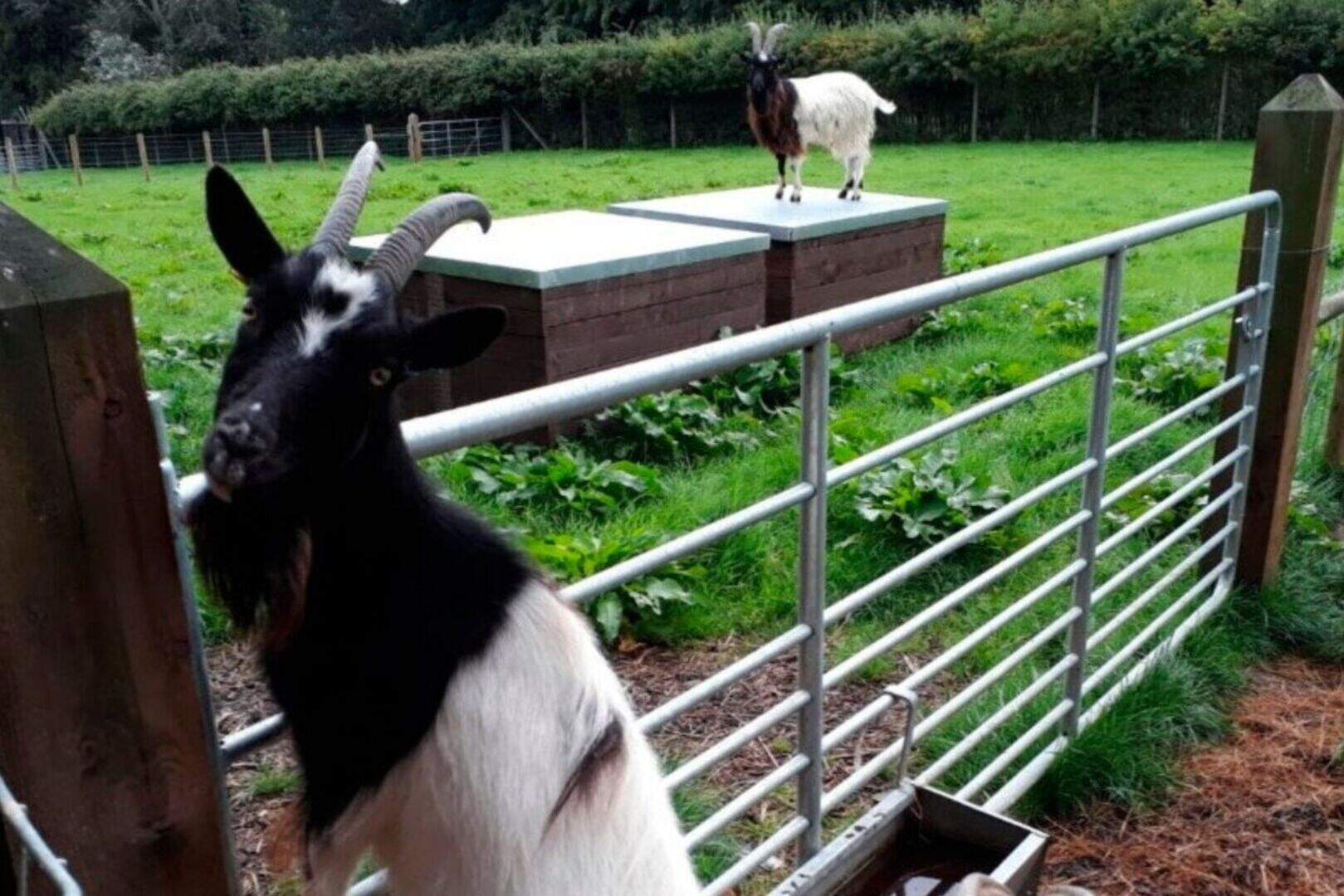 Lurgan petting farm's rare goats die after overfeeding by visitors ...