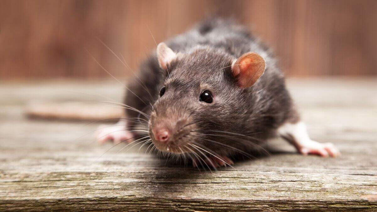 Old Bailey murder trial temporarily suspended due to rodent in the dock ...