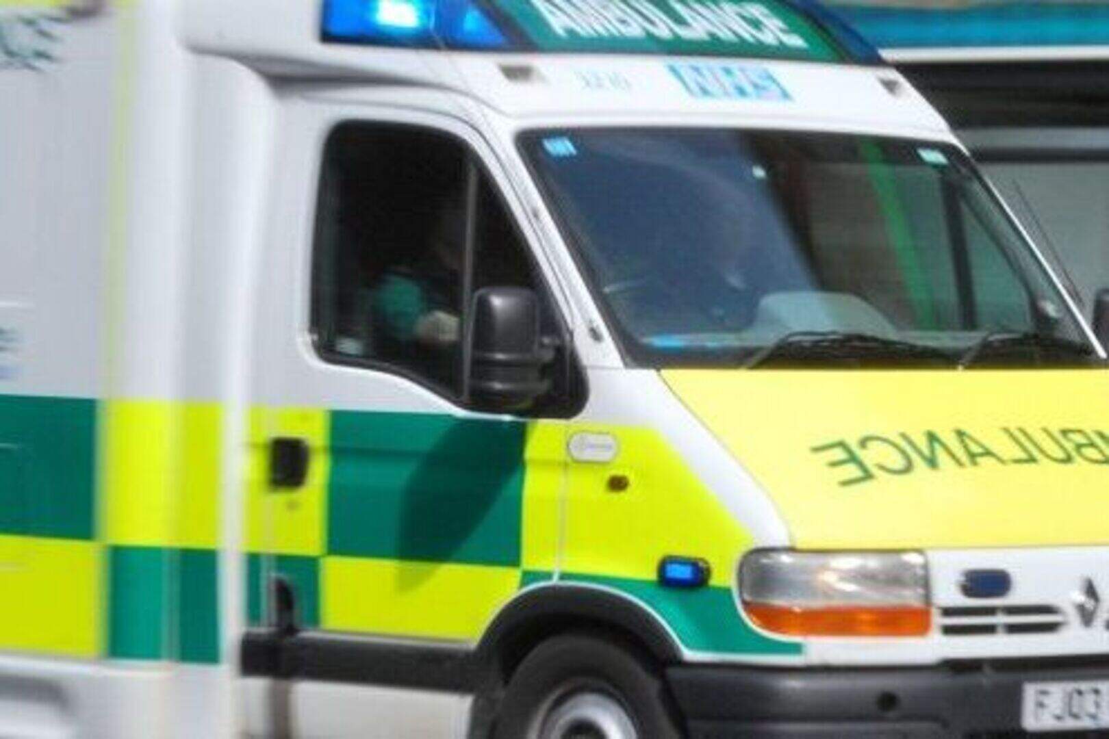 Father killed by fly bite allergy | Belfast Telegraph