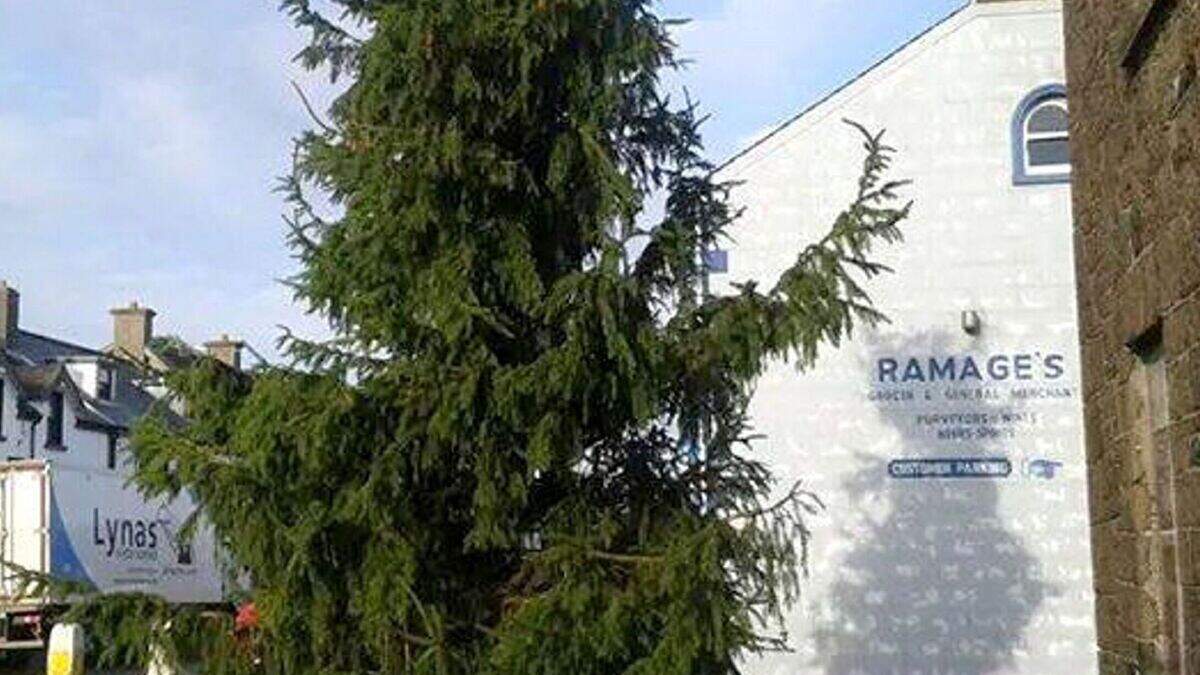 Fir goodness sake! Bushmills' shrub-bish Christmas tree gets chop after ...
