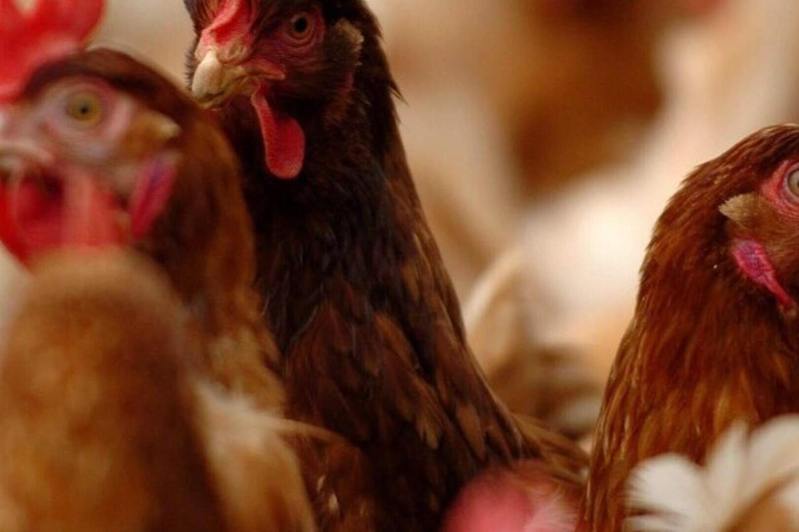 Fowl play could force sheriff out | Belfast Telegraph
