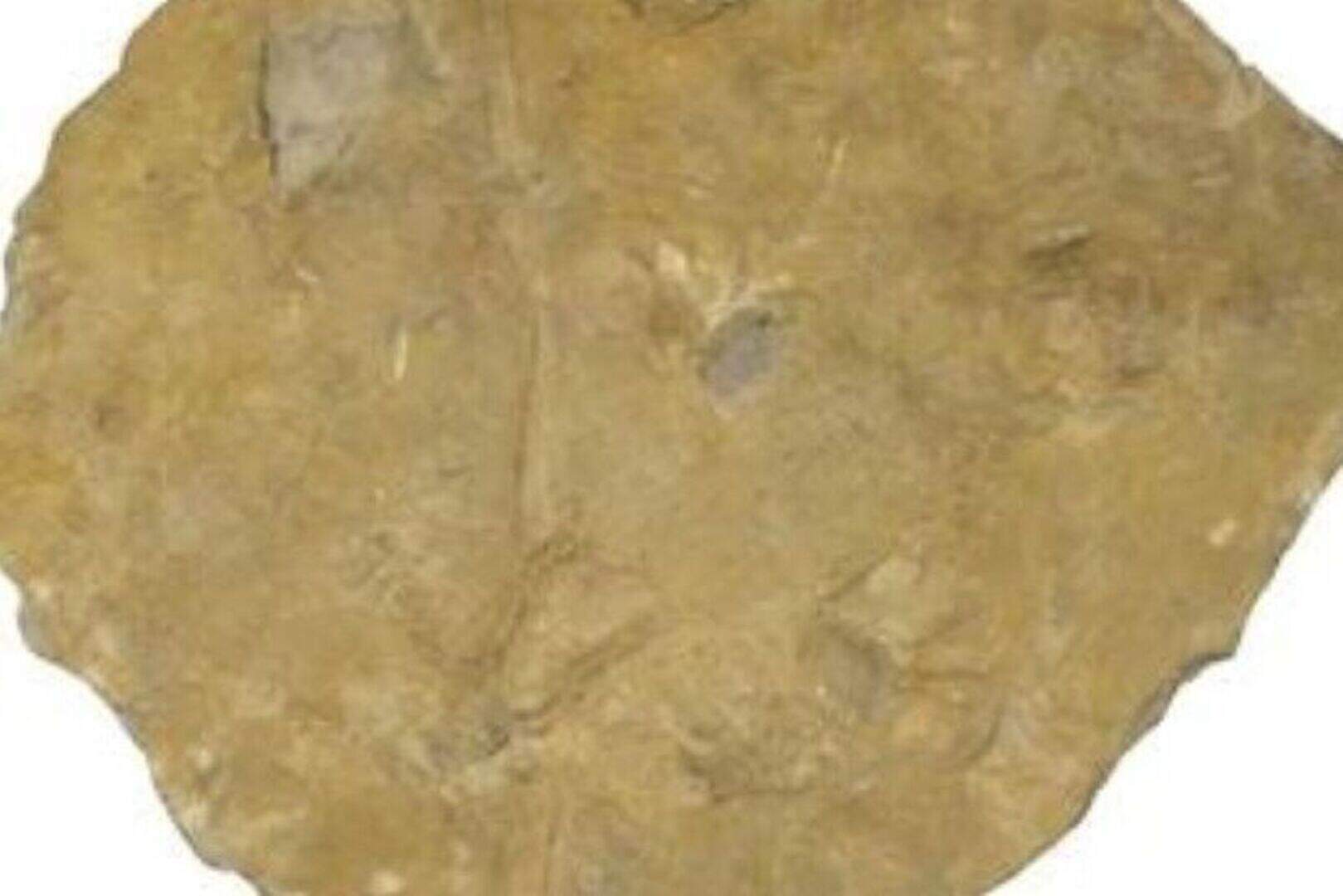 3D scan reveals oldest known record of amphibian tracks in the UK ...