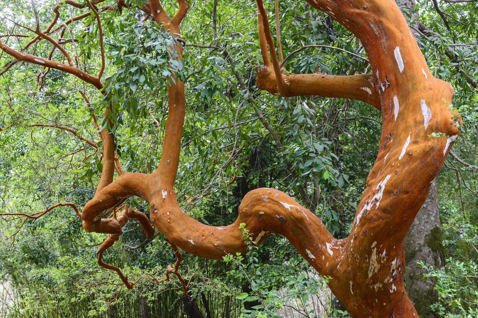 Take your garden to a whole new tree level with some Chile gems ...