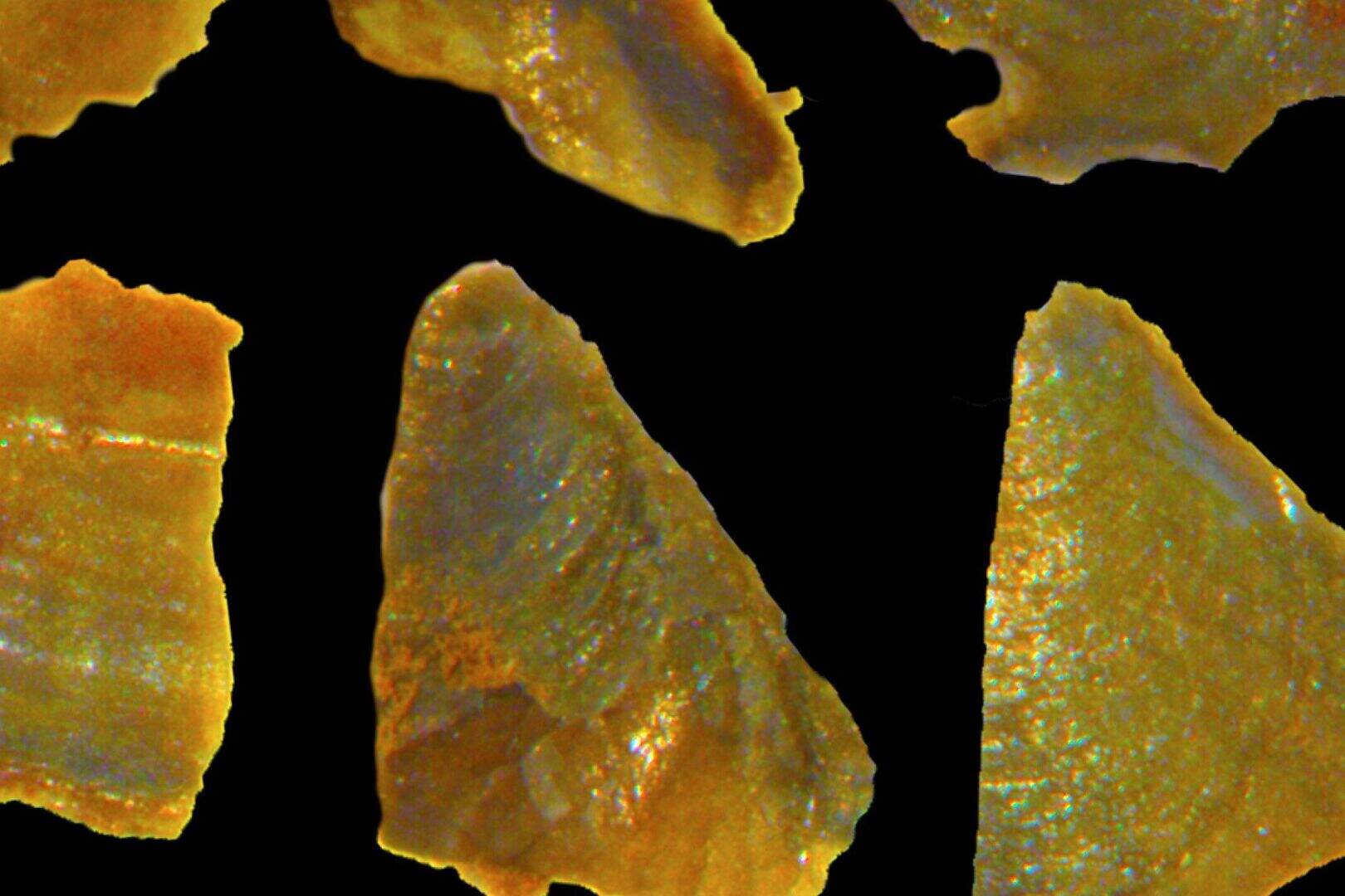 Life on Earth exploded in a greenhouse climate, study reveals | Belfast ...