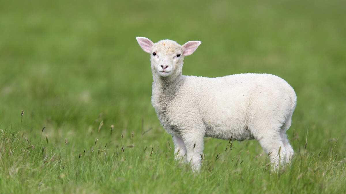 Lambs at high disease risk and rapid deaths as Nematodirus levels surge in Northern Ireland