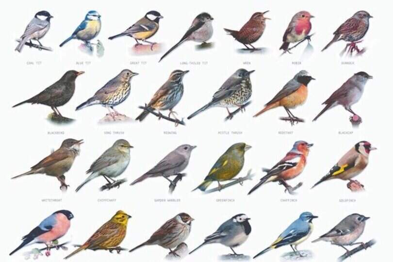 What s That Bird Belfast Telegraph what-s-that-bird-belfast-telegraph