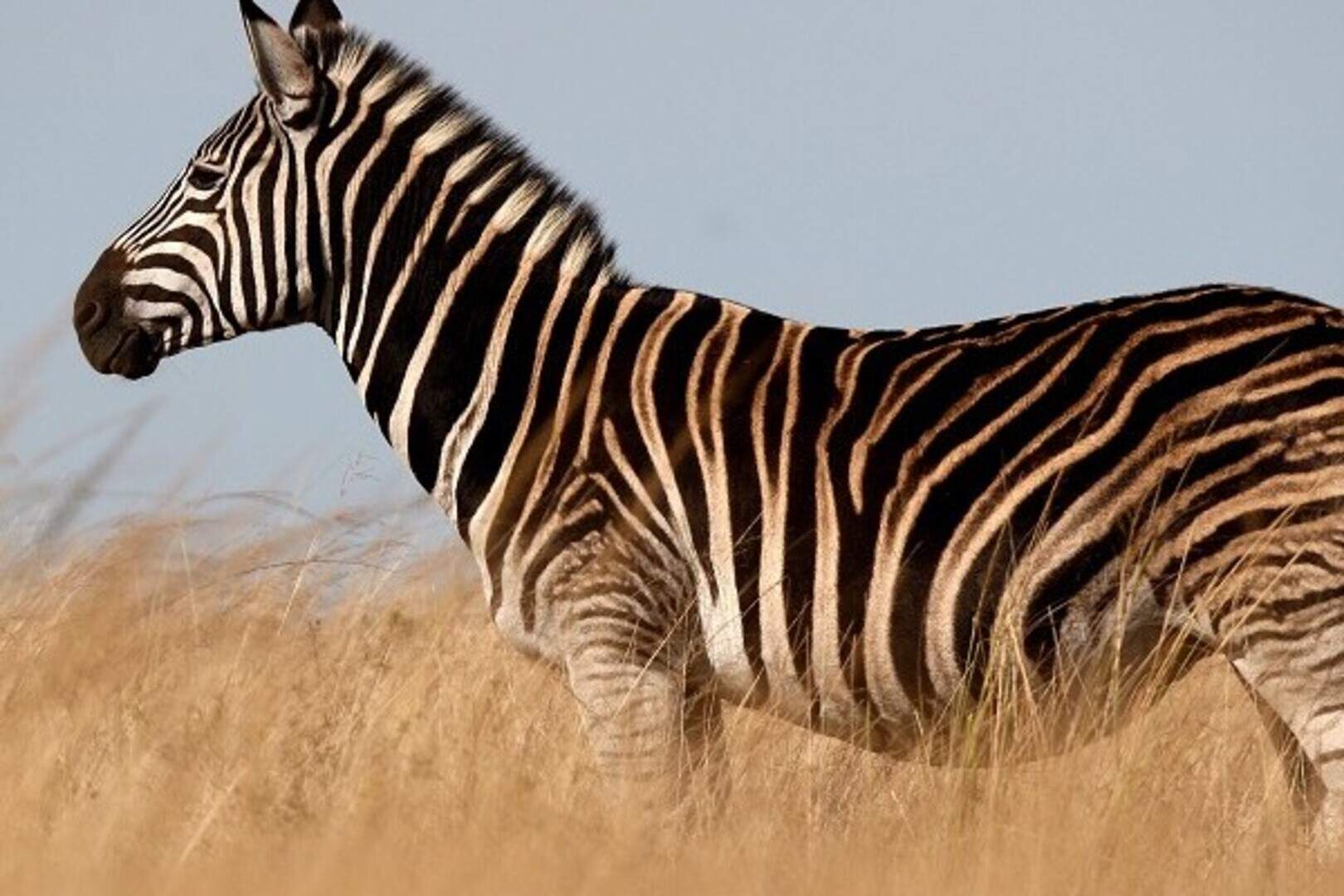 Zebra captured after New York romp | Belfast Telegraph