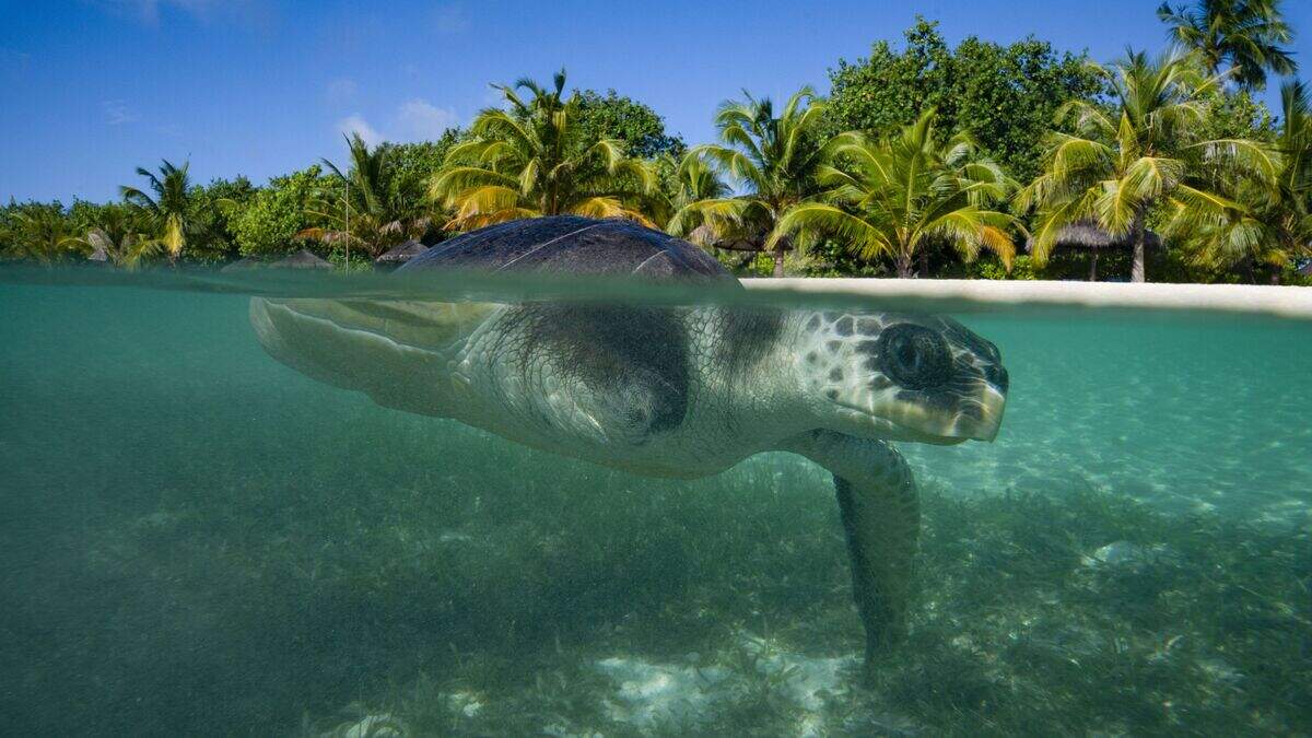 Turtles are in a race against time to beat climate change, study ...