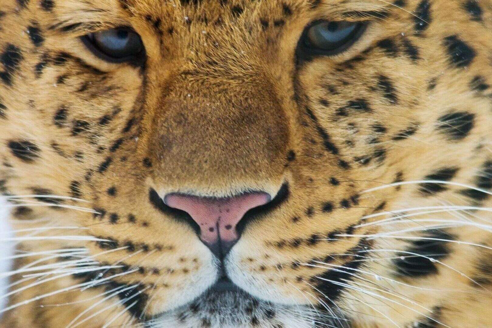 Leopards have lost 75% of historic range, study finds | Belfast Telegraph