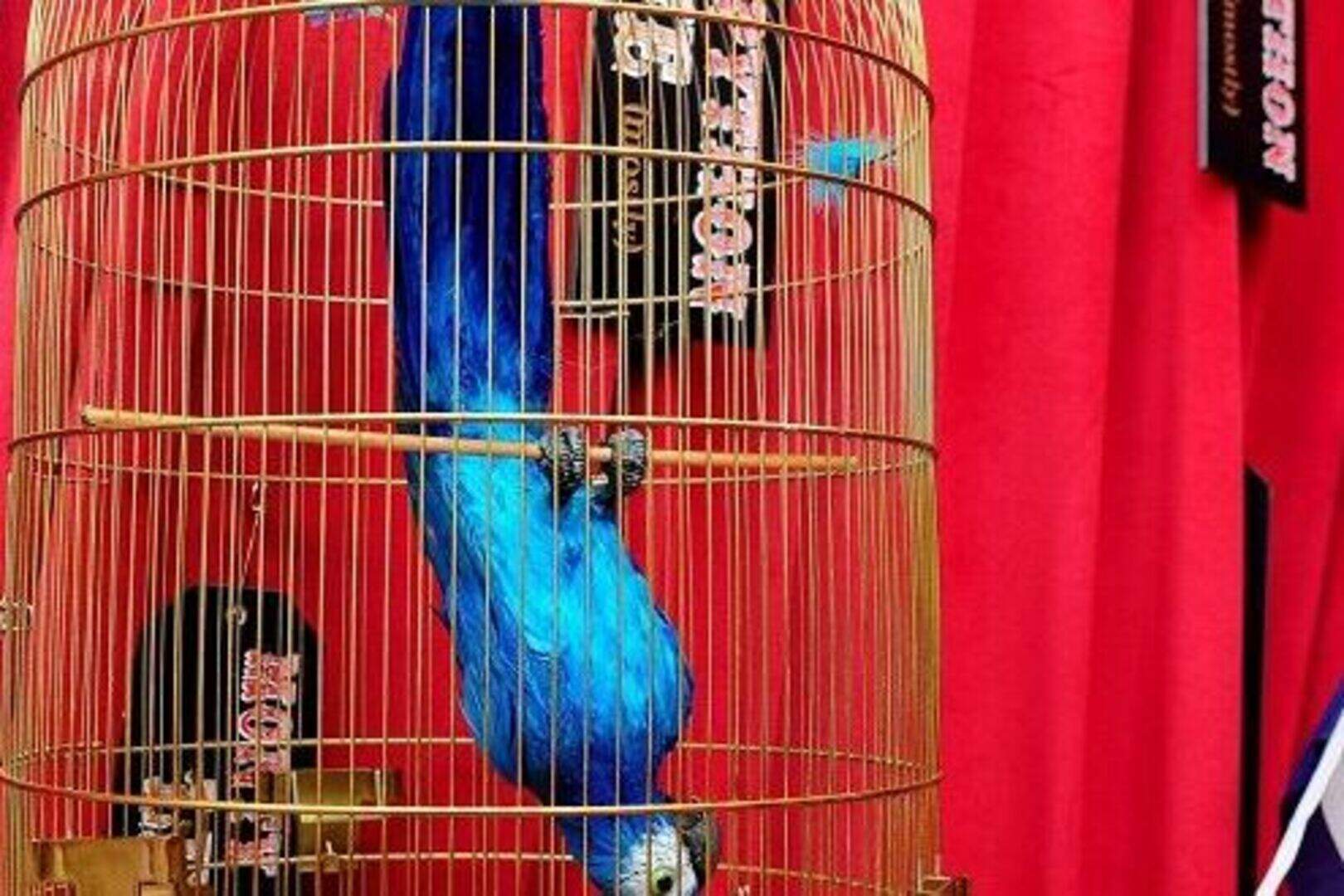Parrot tribute to Python quintet | Belfast Telegraph