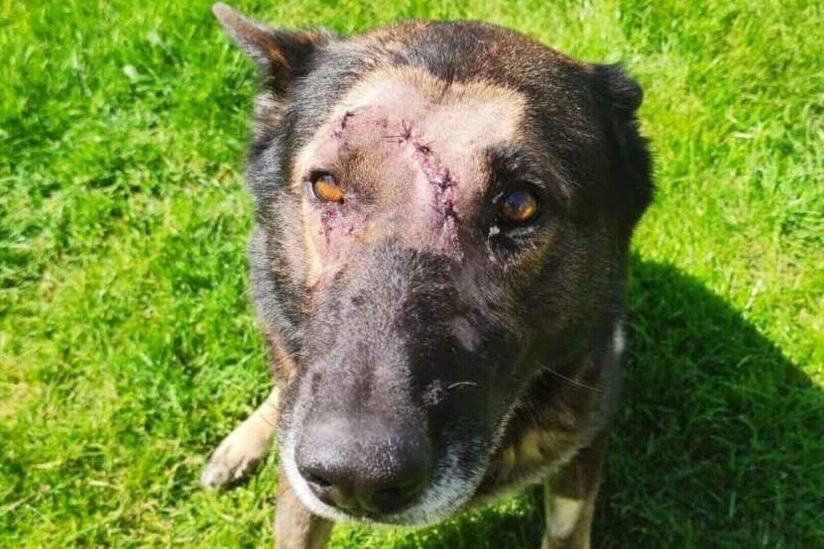 Police dog which was stabbed while apprehending suspect returns to duty ...