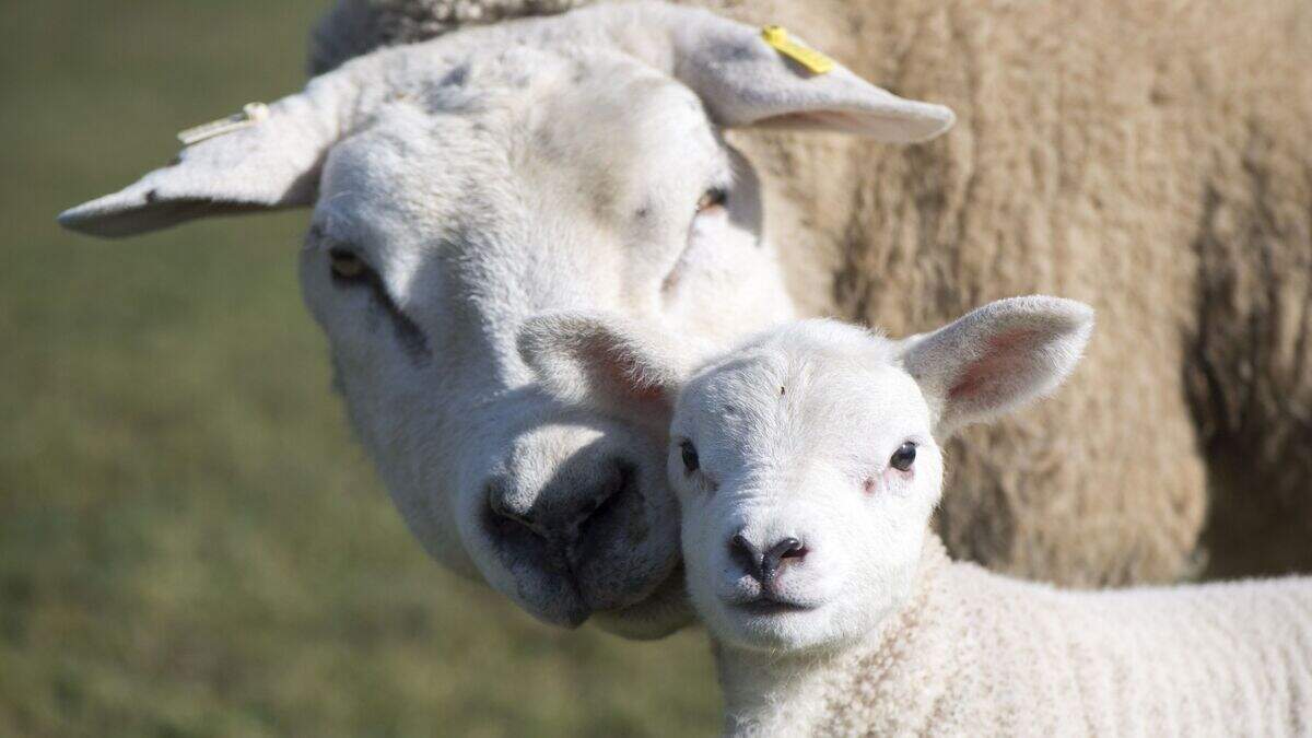 A ‘significant number’ of sheep stolen across Northern Ireland last ...