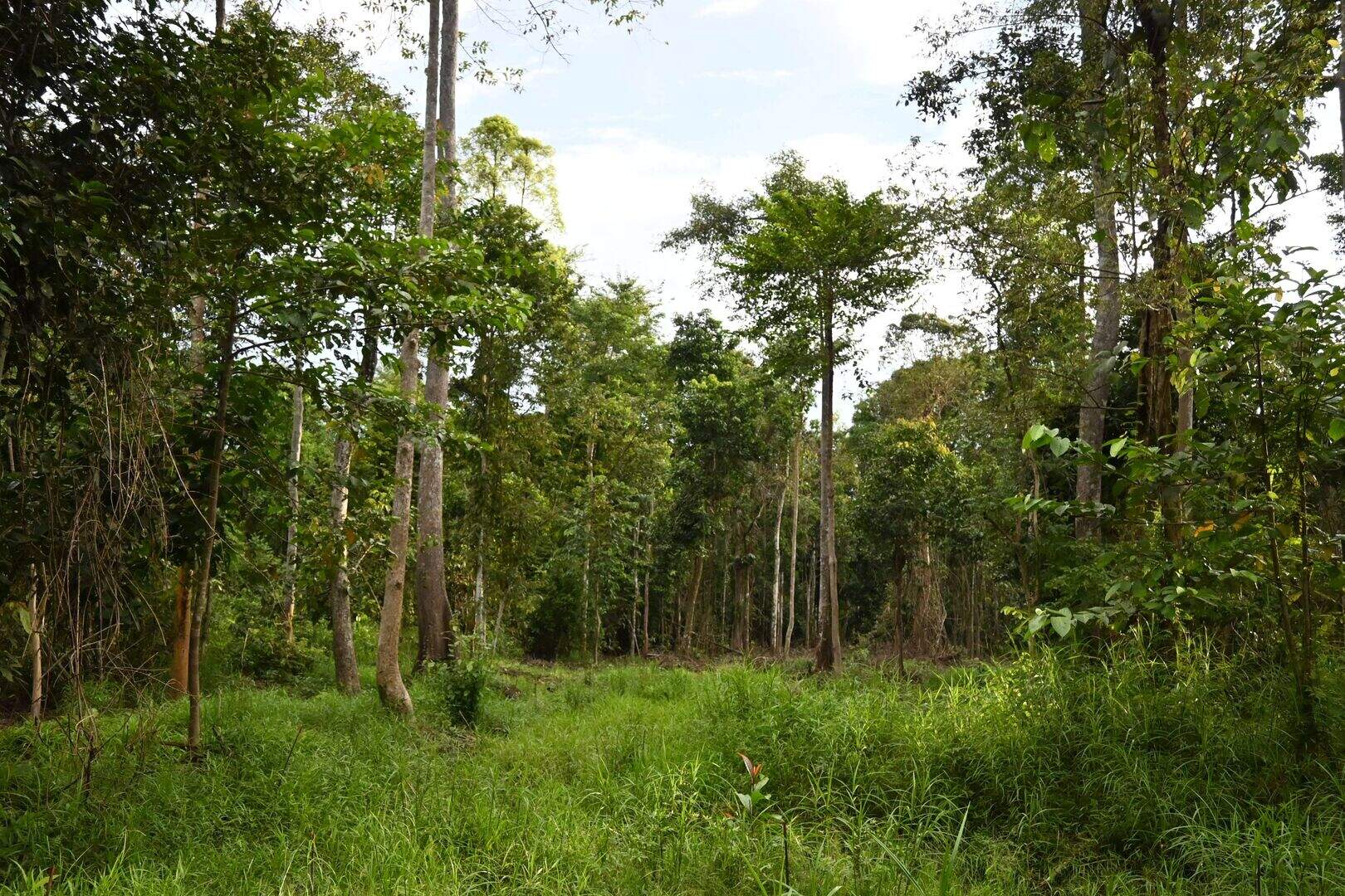 Nearly half of replanted tropical trees ‘do not survive more than five ...
