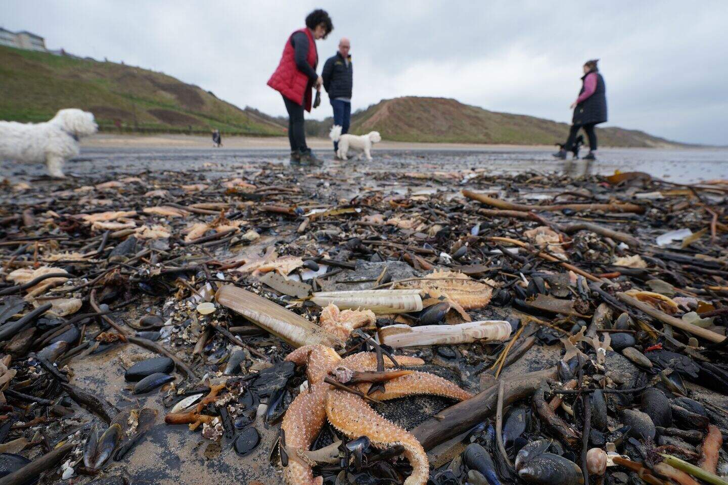 Thousands of shellfish washed up on same stretch of coast which saw ...