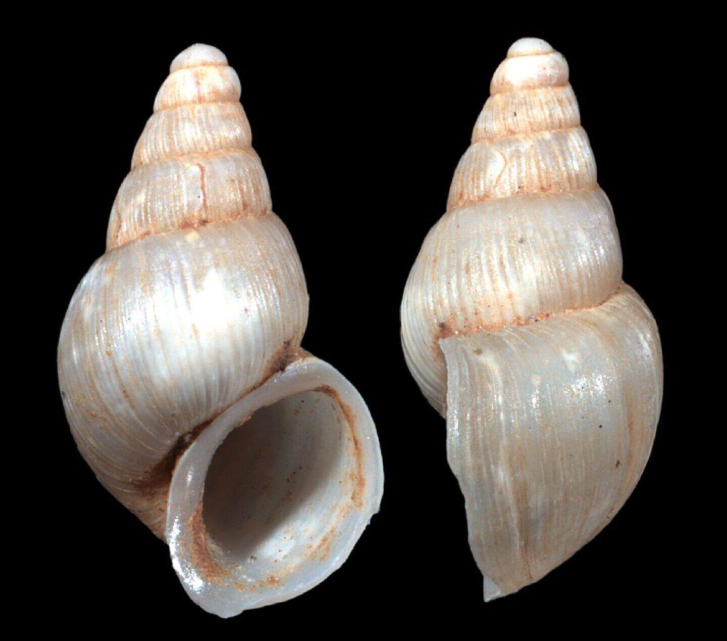 Rare snail species named after tennis star Novak Djokovic | Belfast ...