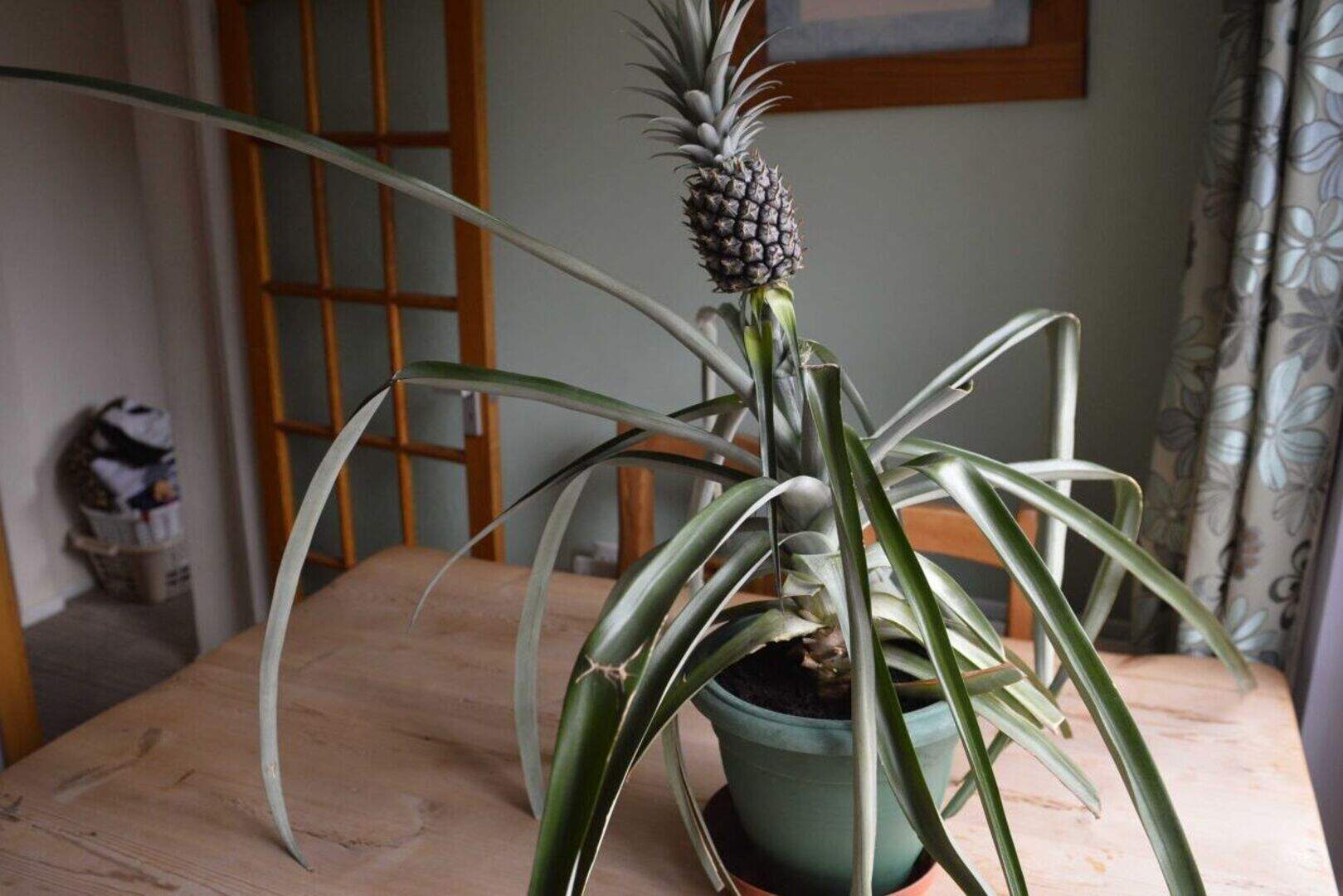 parlour palm plant Parlor Palm Neanthe Bella Palm main image 0