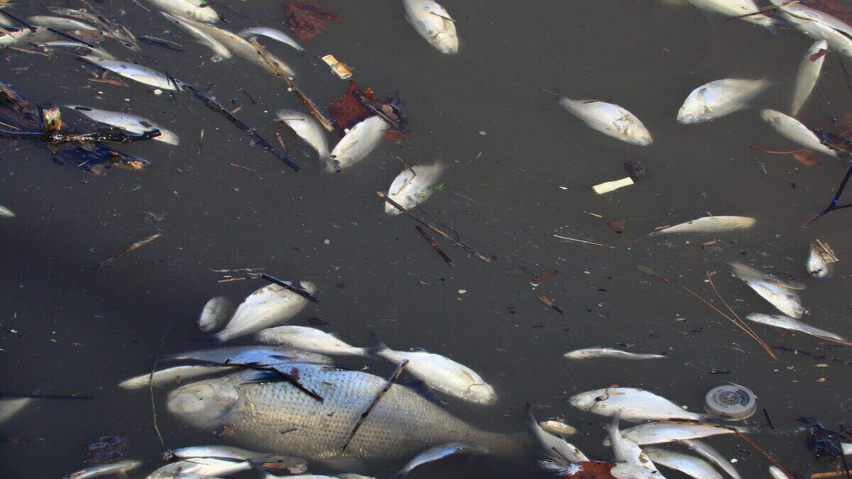 Department confirm fish kill in Ballymoney river | Belfast Telegraph